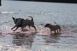 IMG 0597